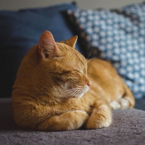 Ginger cat peacefully napping on a sofa in a comfortable pet-friendly hotel room.