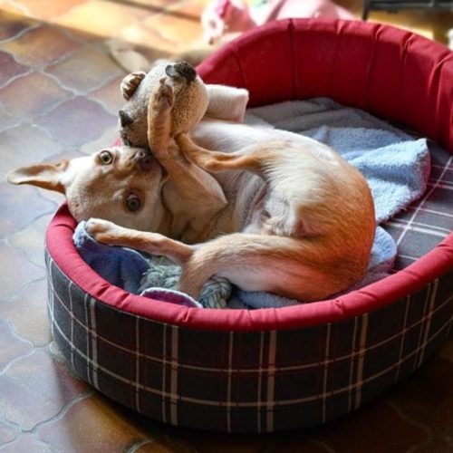 Tiny dog playing with a toy in a cozy pet bed inside a pet-friendly room at KillarneyInn