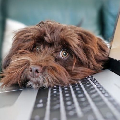 Cute brown dog resting its head on a laptop, enjoying a relaxed stay at KillarneyInn.