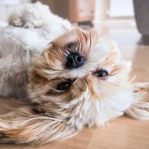 Playful fluffy dog lying on its back on a wooden floor in a pet-welcoming accommodation.