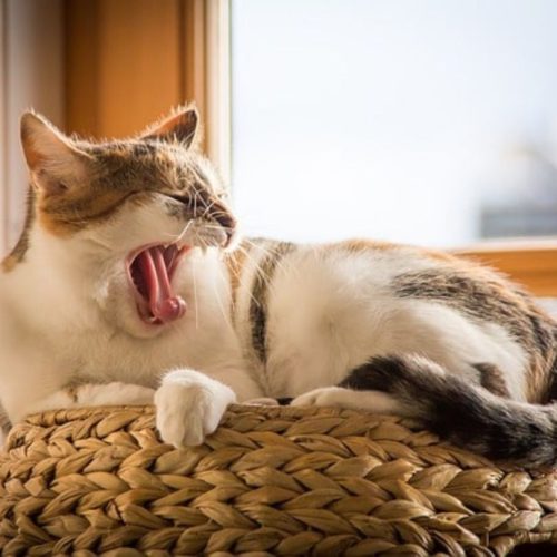 Cat yawning while curled up in a basket near the window in a sunny room at KillarneyInn.
