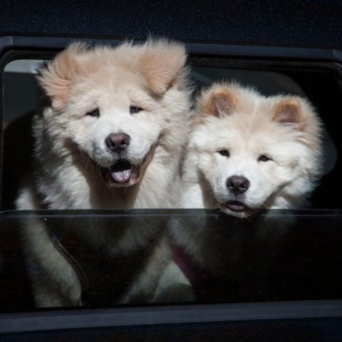 Two fluffy cream-colored dogs looking out of a car window in Killarney, excited for adventure.