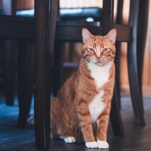 Ginger cat sitting under a chair indoors, enjoying the calm of a cat-friendly guesthouse.