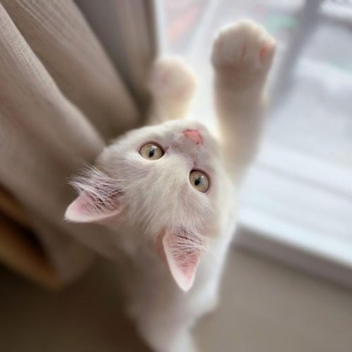 White kitten stretching and looking up near a bright window in a welcoming pet suite.